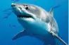  ??  ?? There have been 14 encounters off the Australia’s vast coastline this year, including the death of a girl mauled by a shark in Western Australia.