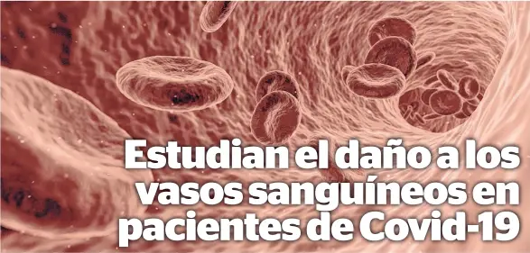  ??  ?? El estudio también descubrió que las plaquetas expuestas a la COVID-19 modifican las células que recubren los vasos sanguíneos.