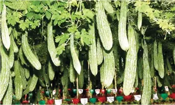  ??  ?? High-yielding grafted ampalaya is productive for five months compared to two months of the ungrafted.