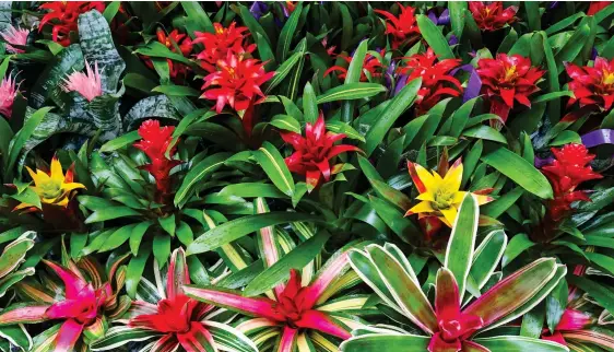  ??  ?? SPOILT FOR CHOICE: Bromeliads come in a variety of striking and colourful styles – and many of them make ideal houseplant­s in our climate