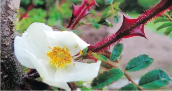  ?? DEAN FOSDICK ?? Some of the most attractive ornamental plants have thorns, so if choosing them for pool-area plantings be sure to position the plants well away from the tender feet of bathers.