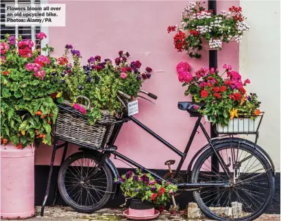  ?? ?? Flowers bloom all over an old upcycled bike. Photos: Alamy/PA