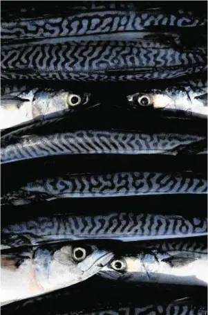  ??  ?? PROFITS UP: Rising mackerel prices benefited Lunar, accounts show