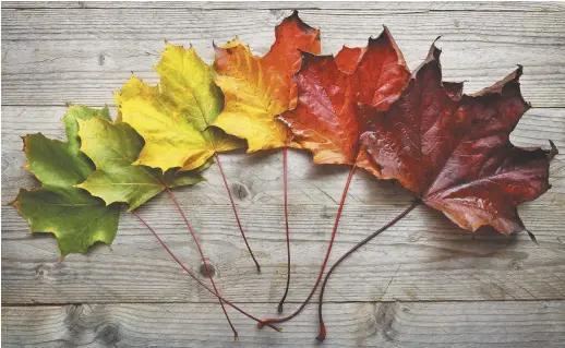  ??  ?? Les arbres changent de couleurs graduellem­ent: du vert au jaune, à l’orangé, au rouge flamboyant! Et les feuilles tombent. – Archives