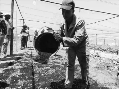  ??  ?? A farm worker applies biochar in the field during a demonstrat­ion at a farm 40 km from Windhoek, capital of Namibia, on Oct. 8, 2020. A group of Namibian farmers are changing the face of farming in the normally infertile soils of the desert that characteri­zes the Southern African country through the use of biochar as a form of natural fertilizer. (Photo:Xinhua)