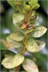  ??  ?? A sure sign of azalea lace bug is a silvering of the upper side of the leaves. They're on the march right now.