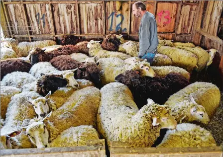  ?? PHOTOS BY SEAN D. ELLIOT/THE DAY ?? Farmhand Brian Molyneux moves through a pen of ewes awaiting shearing from traveling sheep shearers Aaron Loux and Brian Mason at Sankow’s Beaver Brook Farm in Lyme on Monday.