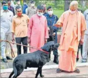  ?? SOURCED ?? ■
Chief minister Yogi Adityanth visited Gorakhnath Temple and took time out to be with his cows and Kalu, his dog on Sunday.