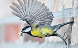  ??  ?? Great tits living in urban areas defended their territorie­s more than rural birds