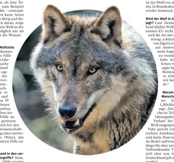  ??  ?? Selten aggressiv, es sei denn, er leidet an Tollwut: der Wolf.Foto: dpa