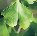  ??  ?? Pour constater l’efficacité du ginkgo, il faut compter trois mois et plus.