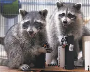  ??  ?? Young raccoons munch on treats while under quarantine at the Oakland Zoo.