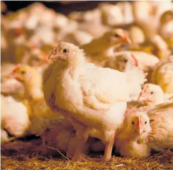  ?? Photo / Bloomberg ?? Banning chlorinate­d chicken isn’t based on scientific evidence, says the US.