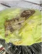  ?? Picture: BRANDON NEL ?? SHOCKING STATE: Rotten lettuce at a spaza shop in Durban Road, Korsten