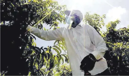  ?? EL PERIÓDICO ?? Un trabajador de la campaña de la fruta, en el campo en una imagen de archivo.