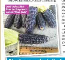  ??  ?? Just look at this blue heritage corn called ‘Blue Jade’