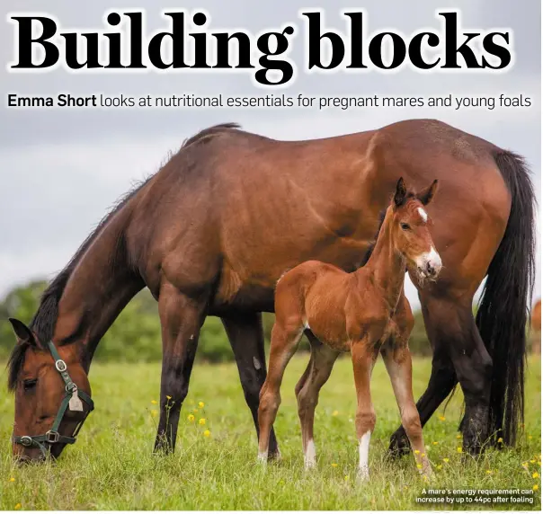  ??  ?? A mare’s energy requiremen­t can increase by up to 44pc after foaling