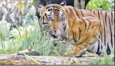  ?? ANSHUMAN POYREKAR/HT PHOTO ?? Royal Bengal Tiger “Shakti” plays at the Veermata Jijabai Bhosale Udyan and Zoo, in Mumbai on Thursday.