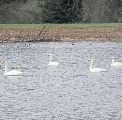  ??  ?? A mute swan with whooper swans pays a visit to Glenesk from Iceland or Russia.