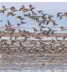  ?? FOTO: IMKE ZWOCH ?? Tausende Zugvögel machen im niedersäch­sischen Wattenmeer Rast.