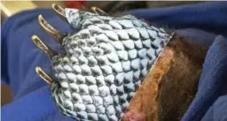  ?? CALIFORNIA DEPARTMENT OF FISH AND WILDLIFE ?? Instead of six months, the bears’ injuries healed in a matter of weeks after being wrapped in sterilized tilapia skin. The method had first seen success in Brazil.