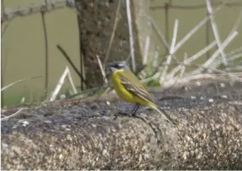  ?? ?? FIFTEEN: Putative Spanish Wagtail (King George V Res, Greater London, 20 April 2010). This is something of a ‘record shot’ of the same bird, but the combinatio­n of blue-grey head, narrow superciliu­m, ‘solid’ ear coverts and an apparently wholly white throat are still highly suggestive of Spanish Wagtail. As ever with ‘out of context’ potential vagrants such as this bird, the call is the key.