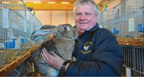  ?? Foto: Uwe Bolten ?? Ludwig Frey nennt dieses Kaninchen mit knapp 10 Kilogramm der Rasse Deutscher Riese sein eigen.