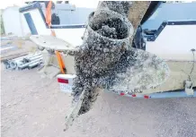  ?? TA ENVIRONMEN­T AND SUSTAINABL­E RESOURCE DEVELOPMEN­T
ALBER- ?? Invasive mussels like these zebra mussels, will “attach to any hard surface and they’ll completely overtake the ecosystem,” Sawchuk explains.