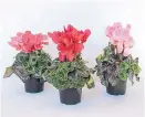  ??  ?? Consistent watering and removing spent flowers is all it takes to keep cyclamen happy and healthy.