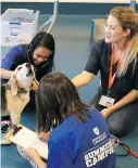  ??  ?? Campers learn how to perform a basic physical examinatio­n on a dog.