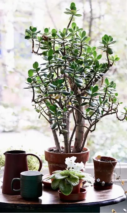  ??  ?? DETAIL
Pot plants flourish in the light-filled east London home COSY CORNER