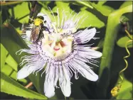  ?? Ned Gerard / Hearst Connecticu­t Media ?? A bee pollinates a passion flower growing in the campus garden at the University of Bridgeport.