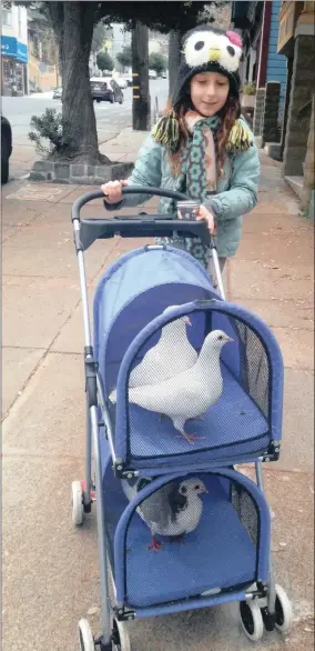  ?? PICTURES: SHELBY POPE ?? Molly Fox, 10, takes her pigeons for a walk every week.