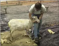  ?? BILL DEBUS - THE NEWS-HERALD ?? Kelly Mader, a livestock specialist at Lake Metroparks Farmpark, leads a Finnsheep back to its pen after shearing the animal on May 9during Shearing Weekend at Farmpark.