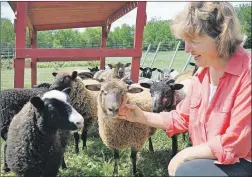  ?? ASHLEY THOMPSON ?? Marilyn Cameron greets the flock of sheep they keep as pets, and for wool, at Hawthorn Hill Farm.