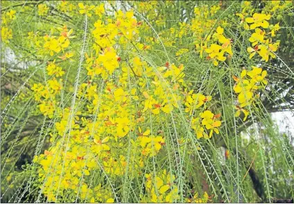  ?? IGNASI VILADEVALL ?? El espino de Jerusalén tiene un follaje péndulo y flores amarillas, dispuestas en racimos