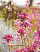  ??  ?? Allium Ozawa (Ornamental Onion).