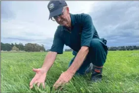  ?? (AP/Nick Perry) ?? Dairy farmer Aidan Bichan shows a type of feed that may reduce methane emissions Nov. 2 at the Kaiwaiwai Dairies in Feathersto­n, New Zealand.