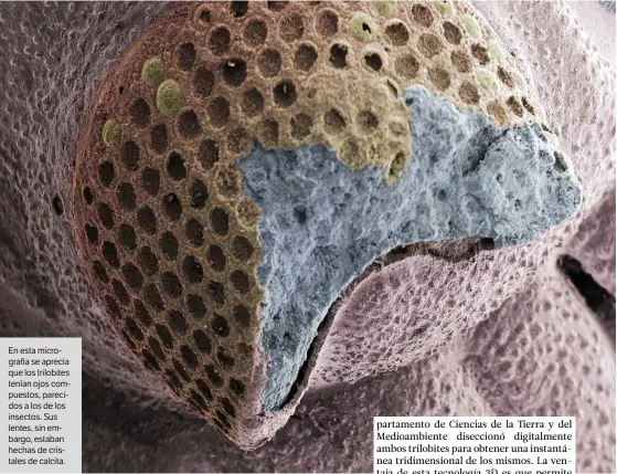  ??  ?? En esta micrografí­a se aprecia que los trilobites tenían ojos compuestos, parecidos a los de los insectos. Sus lentes, sin embargo, estaban hechas de cristales de calcita.