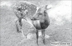  ??  ?? Philippine spotted deer