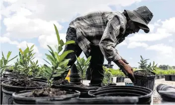  ?? MATIAS J. OCNER mocner@miamiheral­d.com ?? Farmworker­s are asking big buyers such as Wendy’s and Publix to pledge to purchase only from suppliers who follow a code of conduct designed to protect workers’ rights.