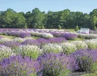  ?? EDGAR ANDERSON/FRAGRANT ISLE ?? Fragrant Isle Lavender Farm on Washington Island grows 10 varieties of lavender that hit peak bloom in July and August.