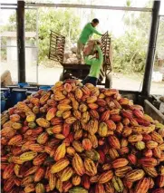  ??  ?? In addition to its own trees, Malagos sources beans from neigboring farms. ( Photo by Neal Oshima)