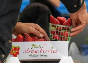  ?? Bloomberg ?? A shopper packs organic strawberri­es at a farmers market in San Francisco on June 2. The Biden administra­tion announced $2.1 billion in new funding Wednesday to bolster food supply chains, including efforts to support smaller processors and help farmers shift to organic production.