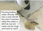  ??  ?? Pouring boiling water directly into a nest will kill the ants it reaches while the water is still hot, but ant nests can be huge and hard to reach