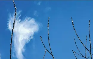  ??  ?? By most accounts, Ash Wednesday was a fair and almost windless day across the region. That’s when Shelley Jones spotted these pussy willows near Salisbury, N.B. She photograph­ed this sure sign of spring against a lovely blue sky; the heart-shaped cloud was a lovely bonus!