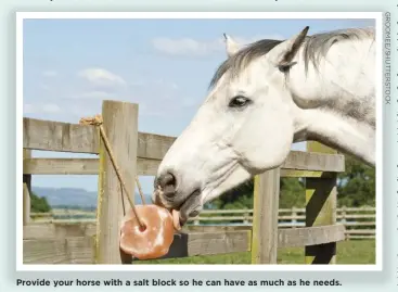  ??  ?? Provide your horse with a salt block so he can have as much as he needs.