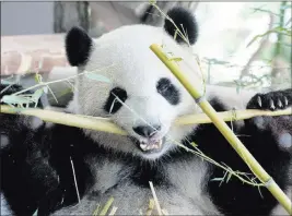  ?? Axel Schmidt ?? The Associated Press One of the two giant pandas on loan to Germany from China for 15 years eats after the official opening of their enclosure Wednesday at the zoo in Berlin.
