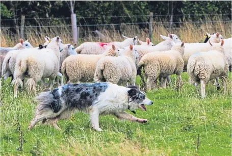  ??  ?? Training in handling sheepdogs and sheep will be held at Middery Farm, Kilry, on June 13 for novices to triallists.