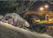  ??  ?? A EUROPEAN BEAVER is out and about after dark in France. Humans are pushing wild animals to move their daytime activities to the night, researcher­s say.